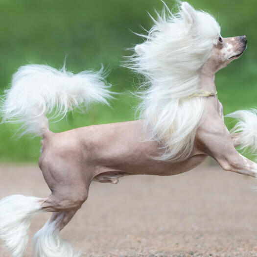 Chinese crested powder deals puff